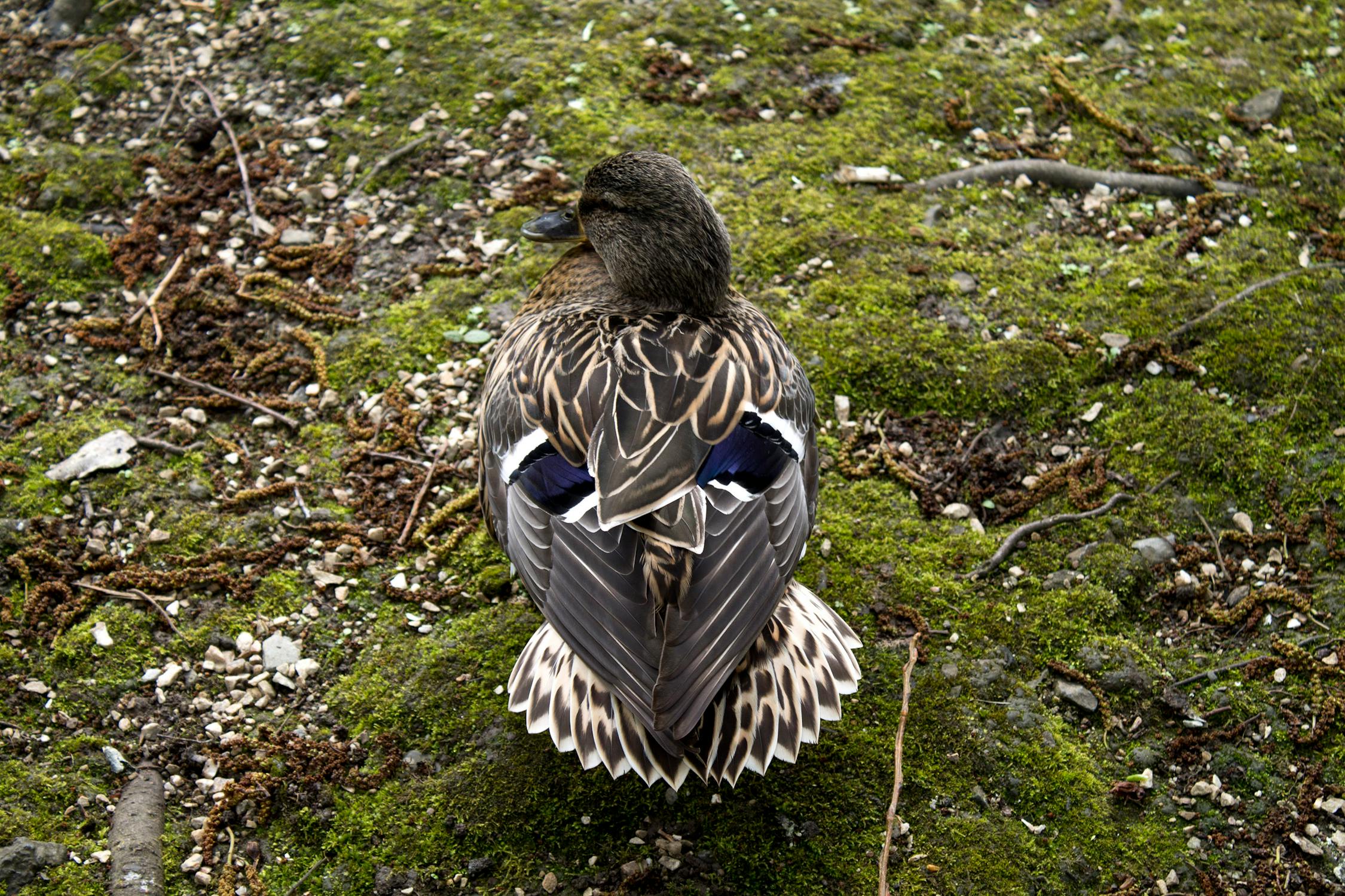 Duck in Nature Duck in Nature